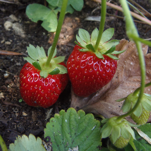 草莓基地 草莓基地